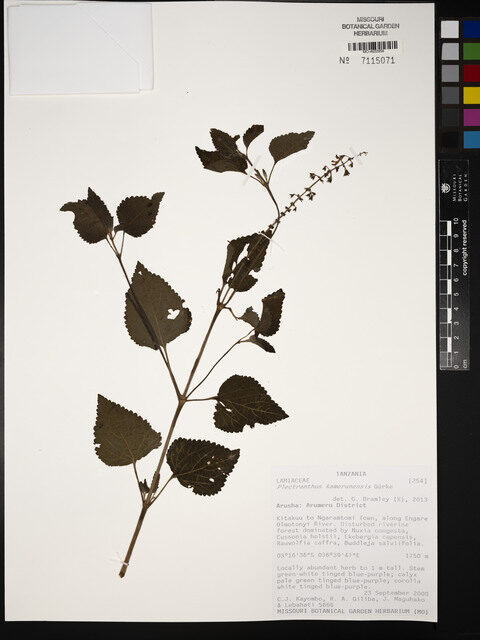 Plectranthus kamerunensis — photo