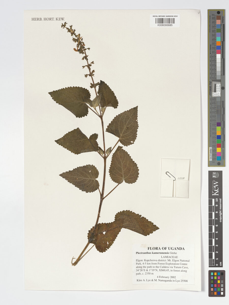 Plectranthus kamerunensis — photo
