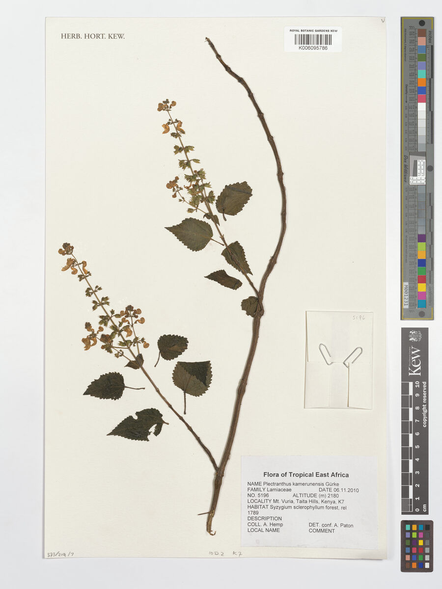 Plectranthus kamerunensis