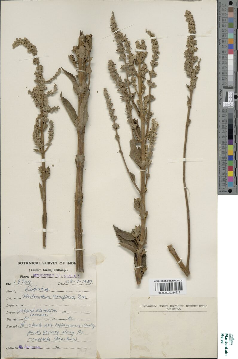 Plectranthus ternifolius — photo
