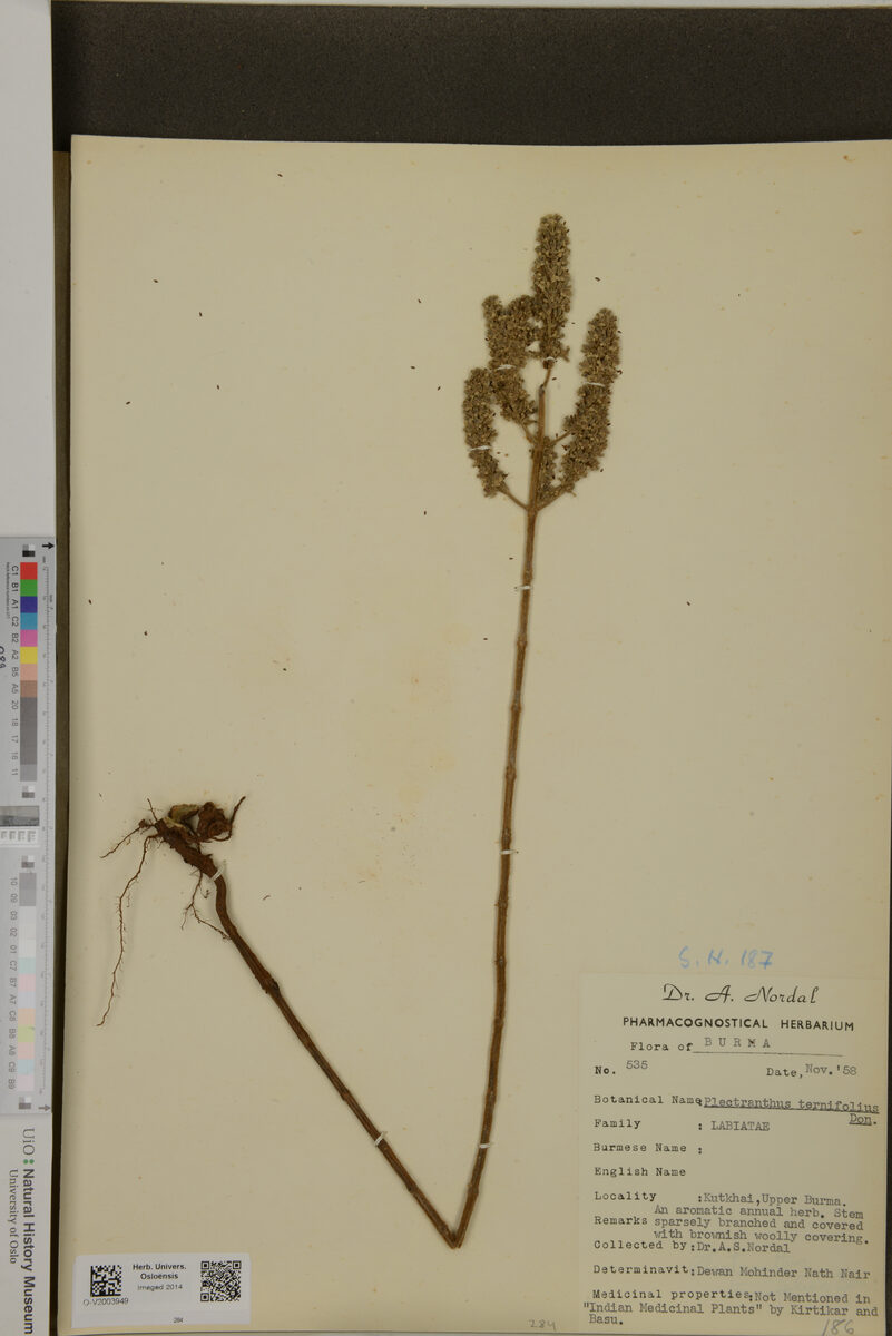Plectranthus ternifolius — photo