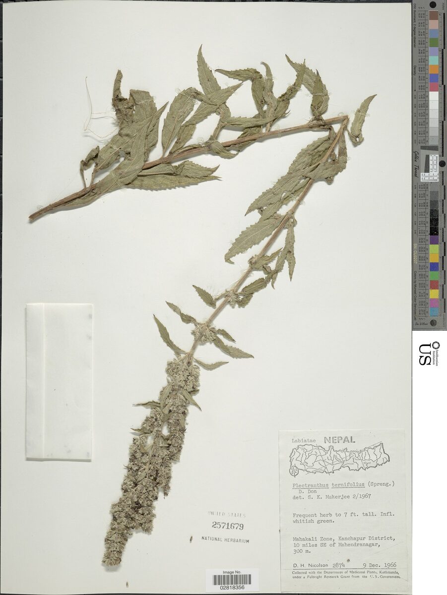 Plectranthus ternifolius