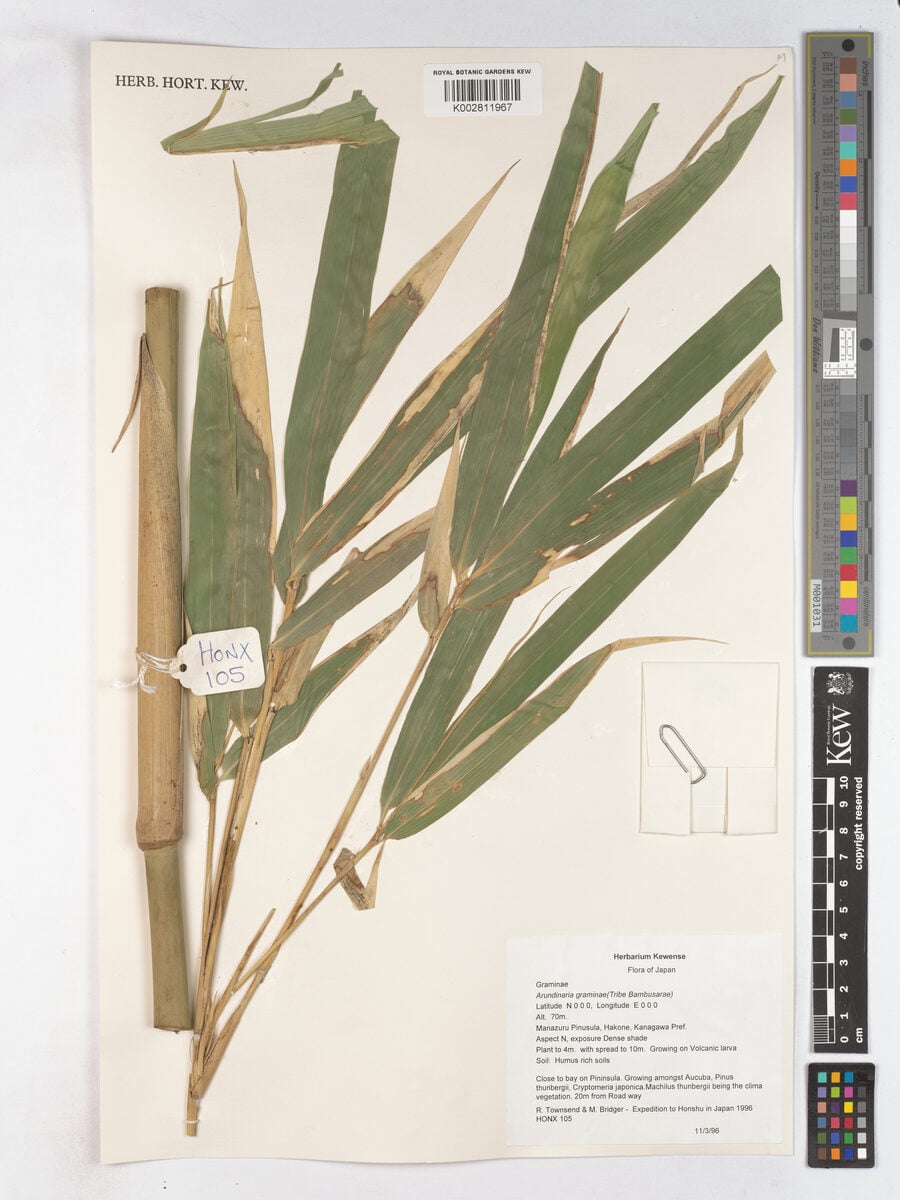 Pleioblastus gramineus - (Bean.)Nakai. — photo