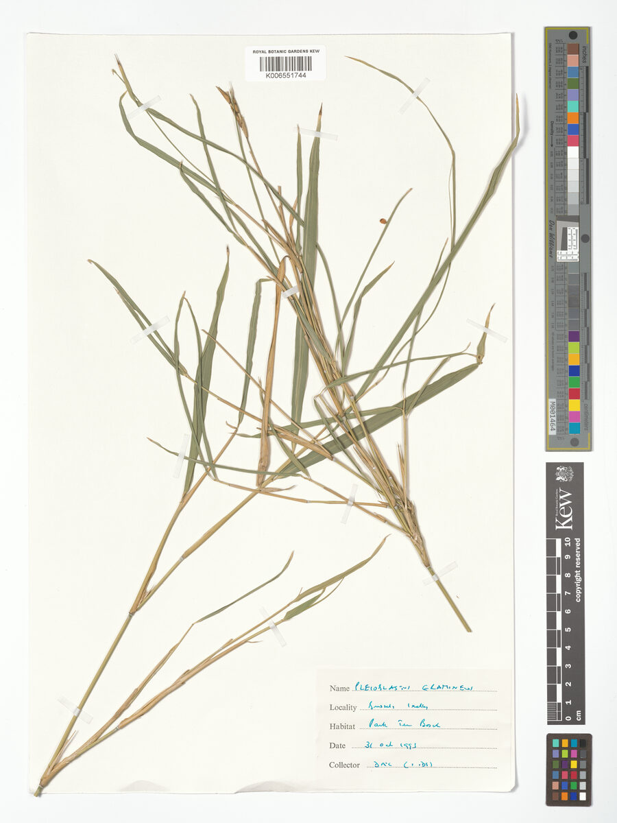 Pleioblastus gramineus - (Bean.)Nakai. — photo