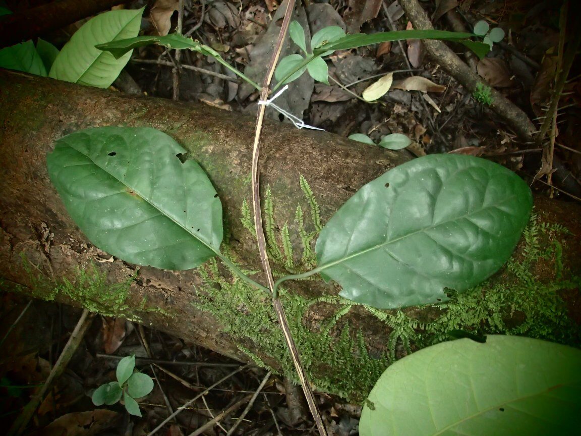 Pleiocoryne fernandensis — photo