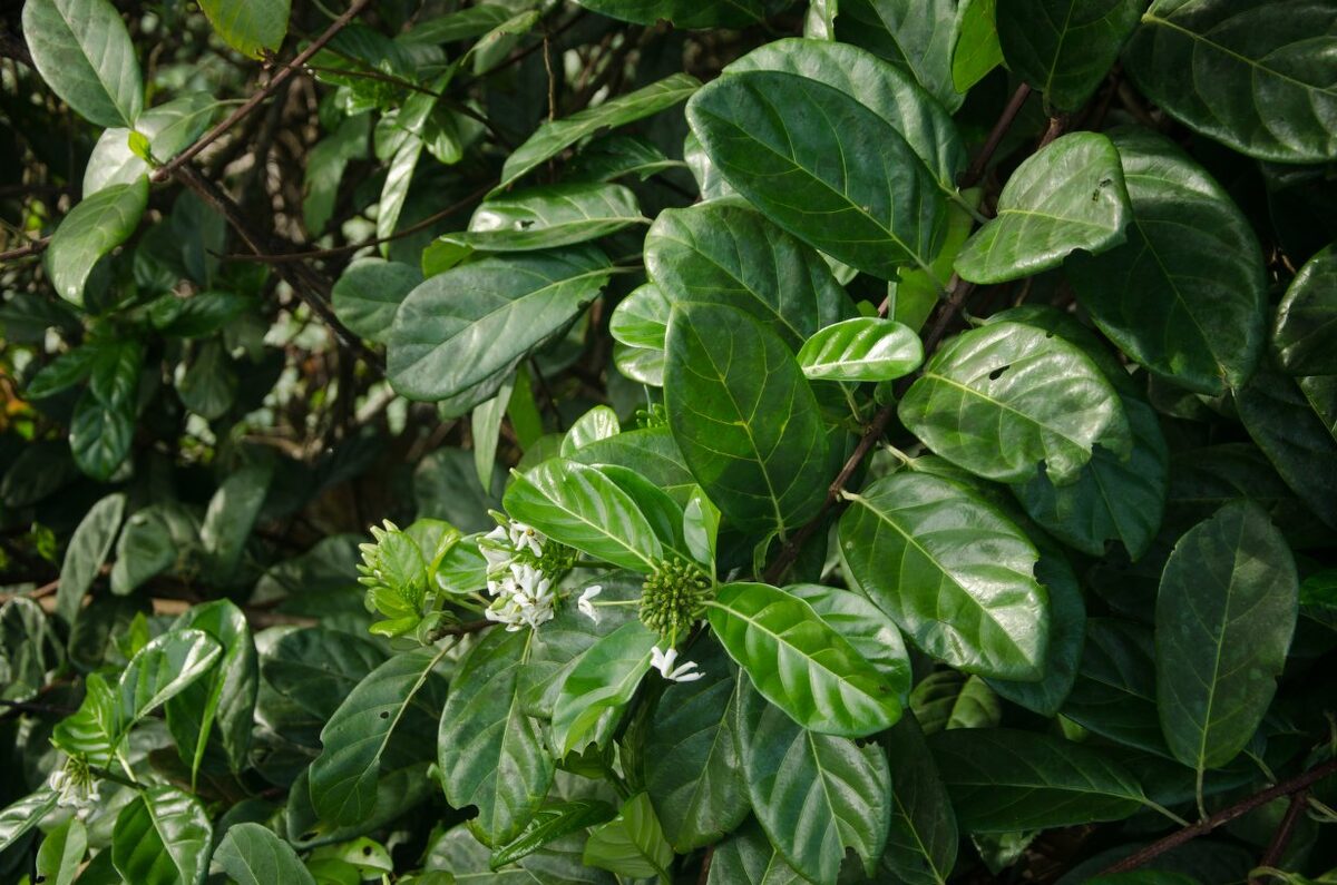 Pleiocoryne fernandensis — photo