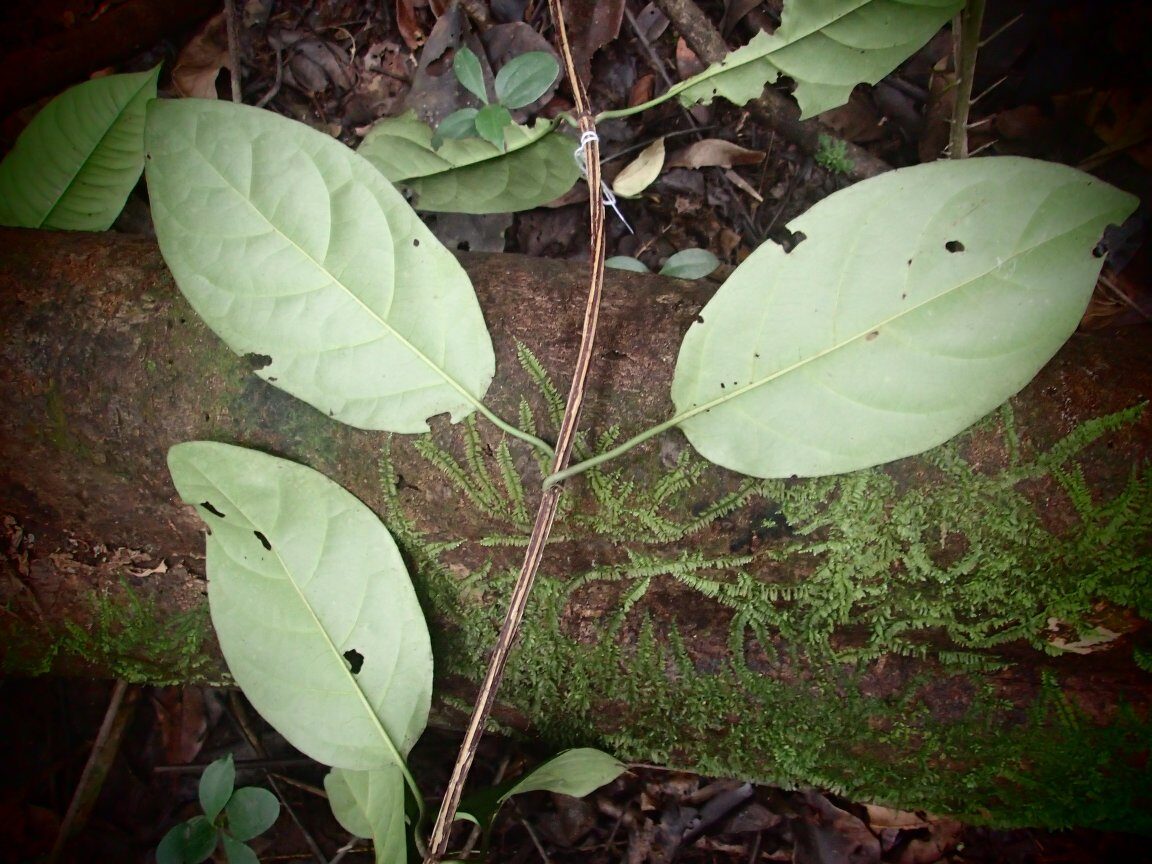 Pleiocoryne fernandensis