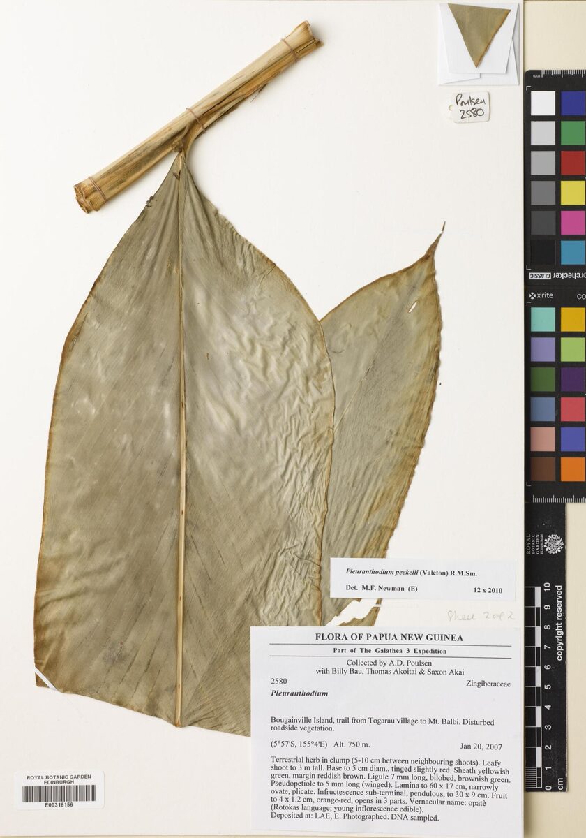 Pleuranthodium peekelii (Opate) — photo