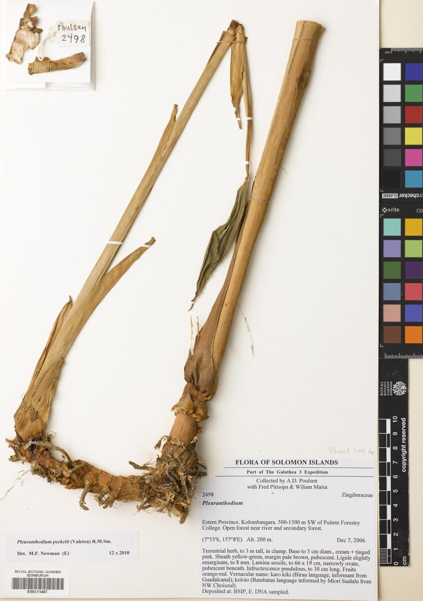 Pleuranthodium peekelii (Opate) — photo