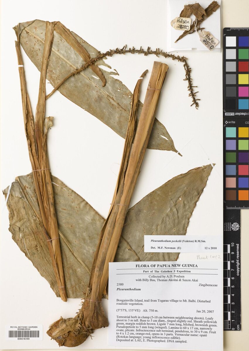 Pleuranthodium peekelii