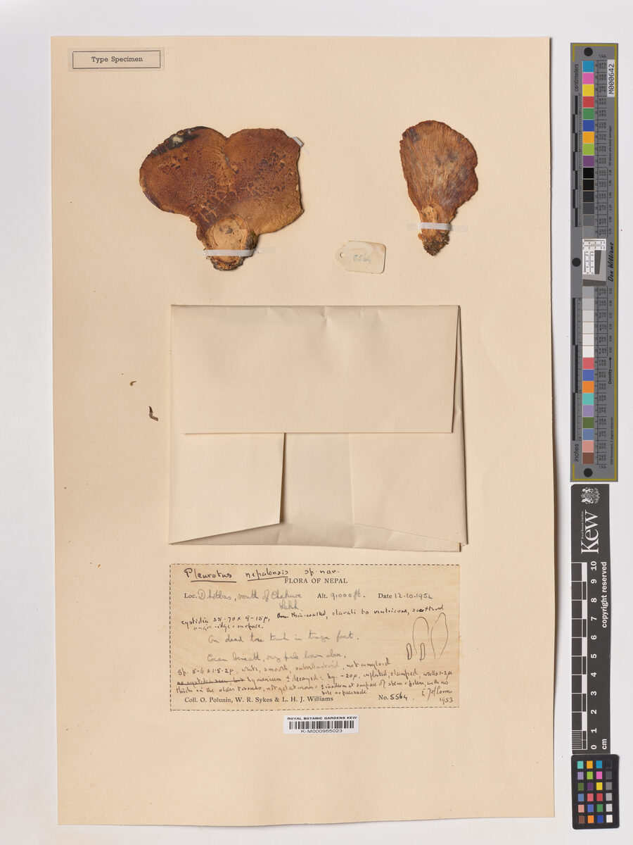 Pleurotus nepalensis — photo