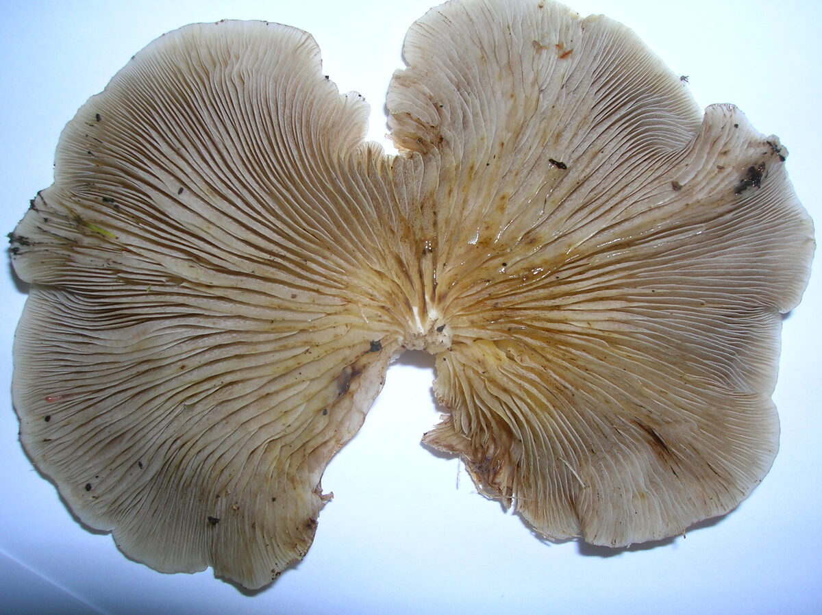 Pleurotus ostreatus (Oyster mushroom) — photo
