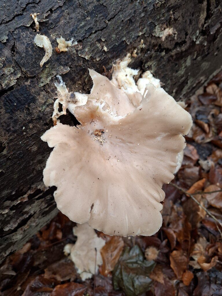 Pleurotus ostreatus (Oyster mushroom) — photo