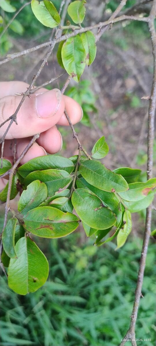 Plinia cauliflora - (Mart.) Kausel (Jaboticaba) — photo