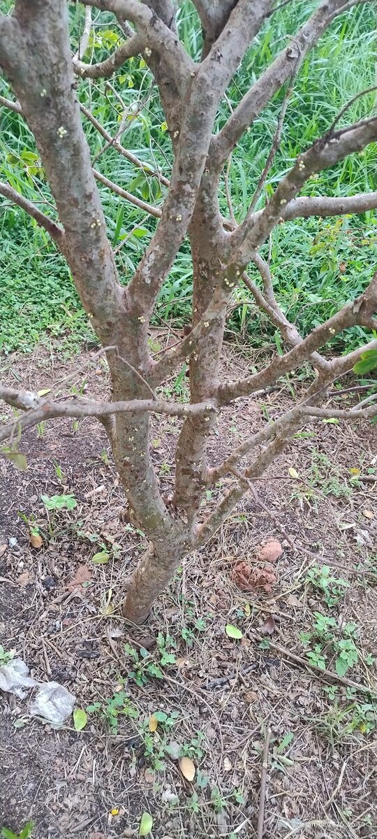 Plinia cauliflora - (Mart.) Kausel (Jaboticaba) — photo