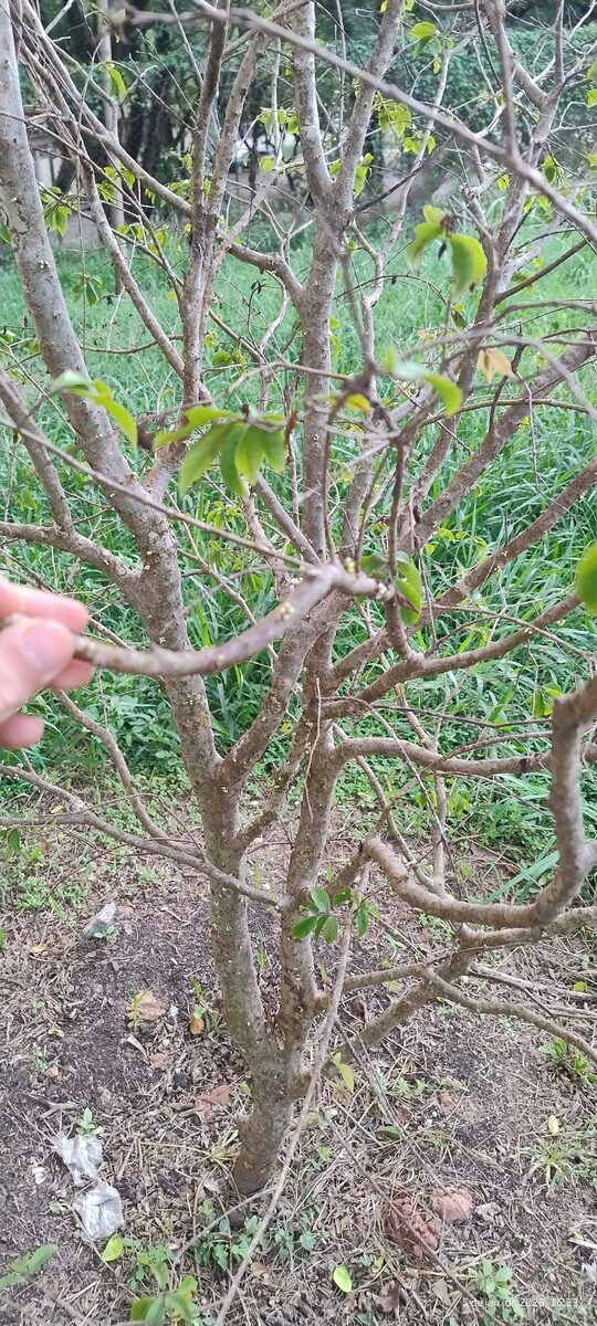 Plinia cauliflora - (Mart.) Kausel