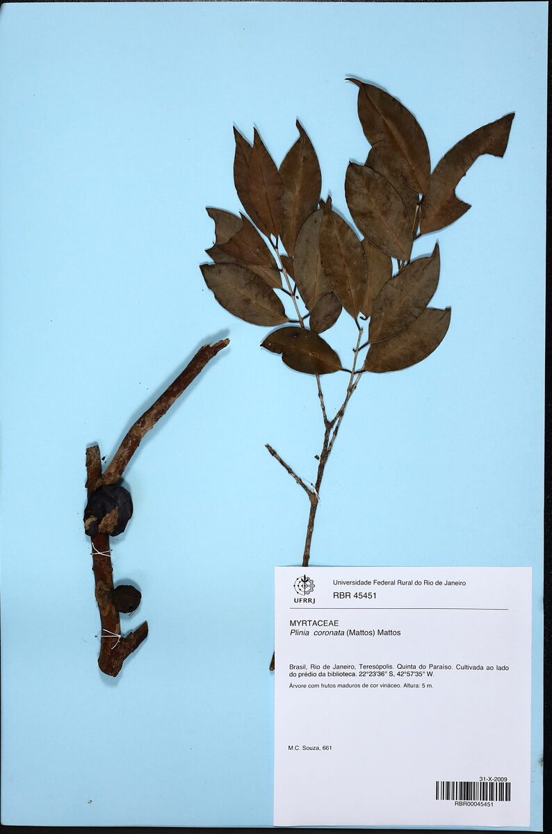Plinia coronata (Jaboticaba coroada) — photo