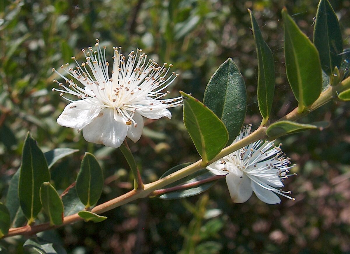 Plinia coronata