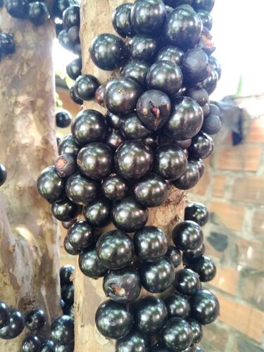 Plinia grandifolia (Jaboticaba) — photo