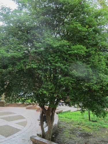 Plinia grandifolia (Jaboticaba) — photo