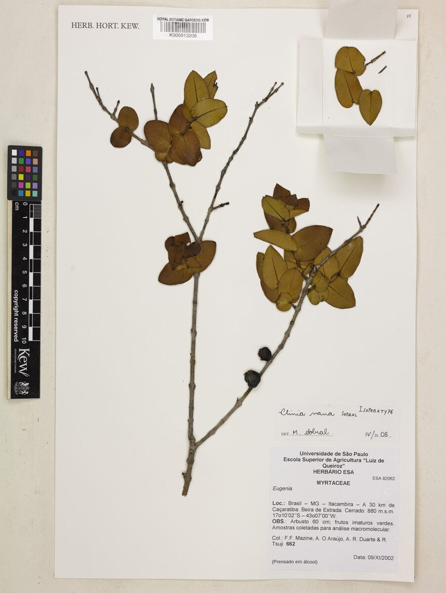 Plinia nana