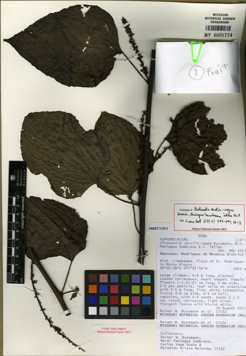 Plukenetia carolis-vegae (Forest peanut) — photo
