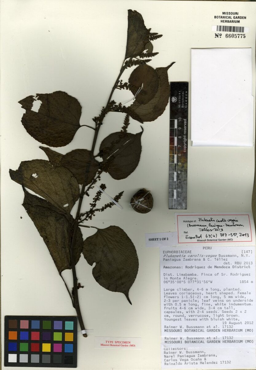 Plukenetia carolis-vegae