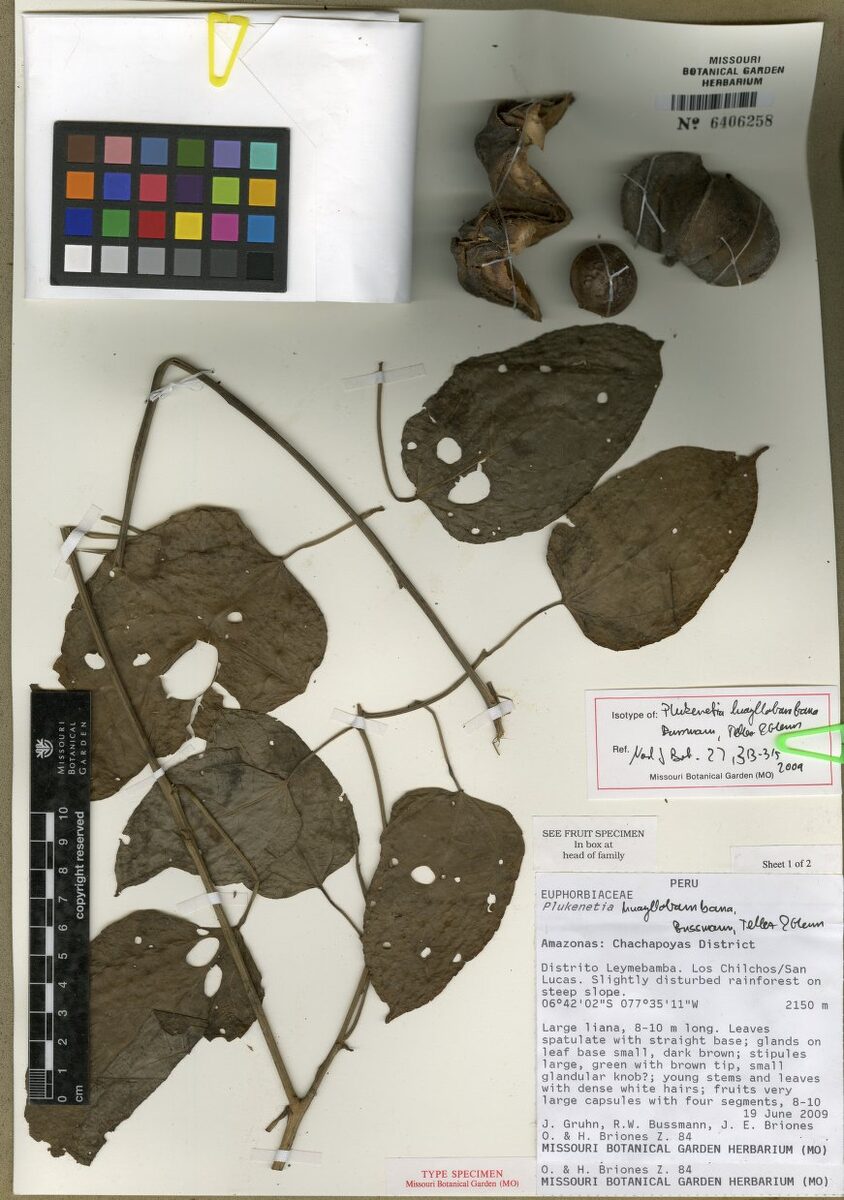 Plukenetia huayllabambana (Forest peanut) — photo