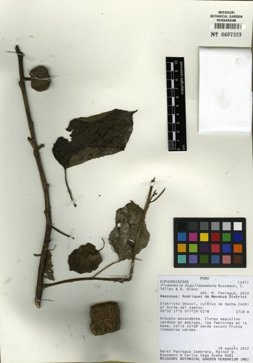 Plukenetia huayllabambana