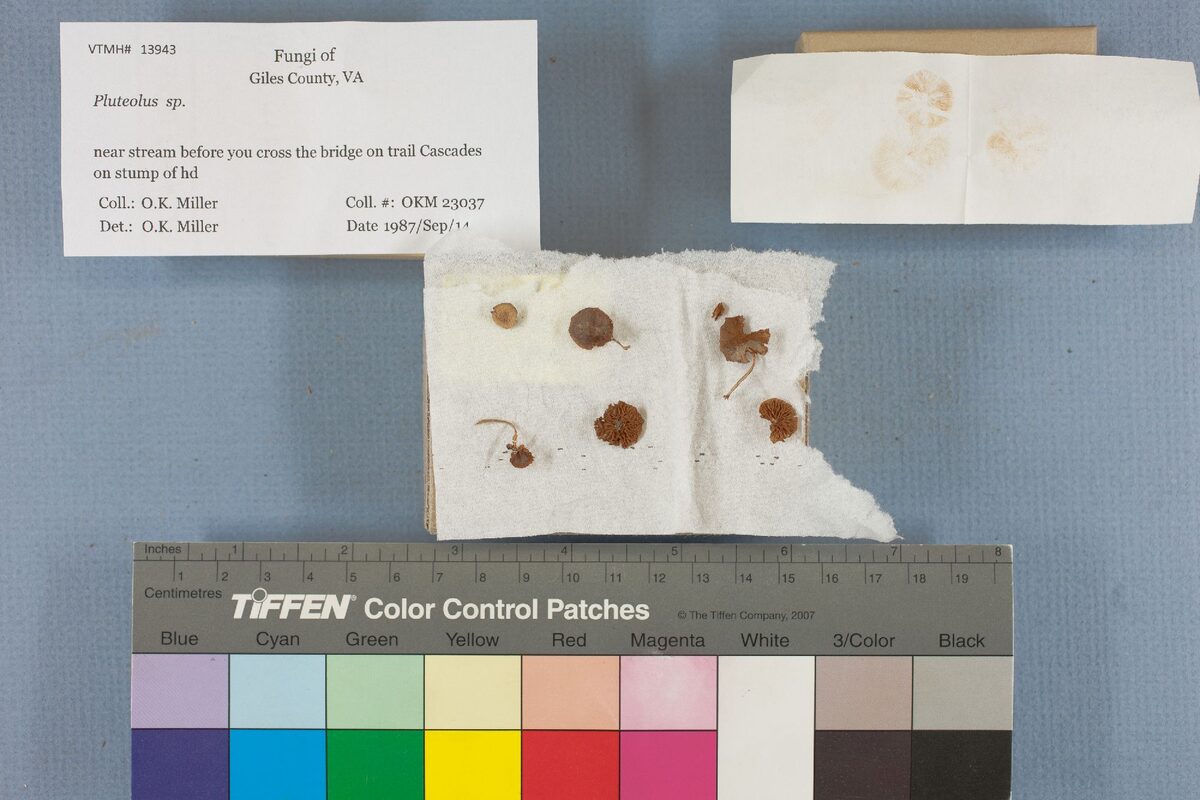 Pluteolus spp. (mushroom) — photo