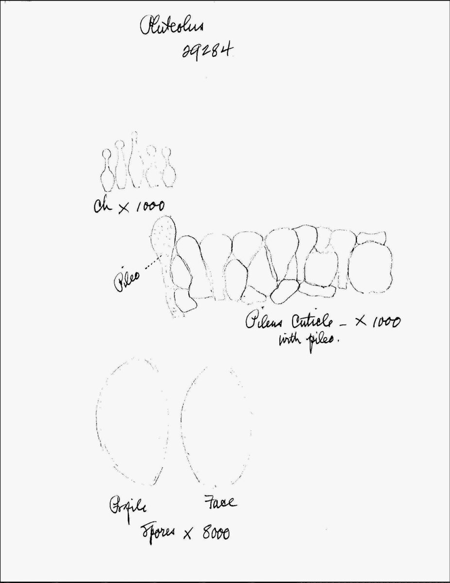 Pluteolus spp. (mushroom) — photo