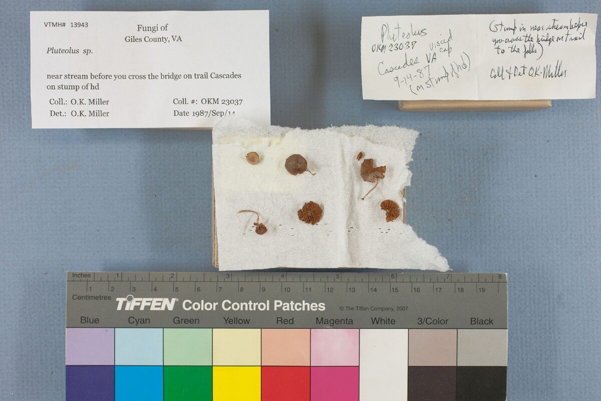 Pluteolus spp.