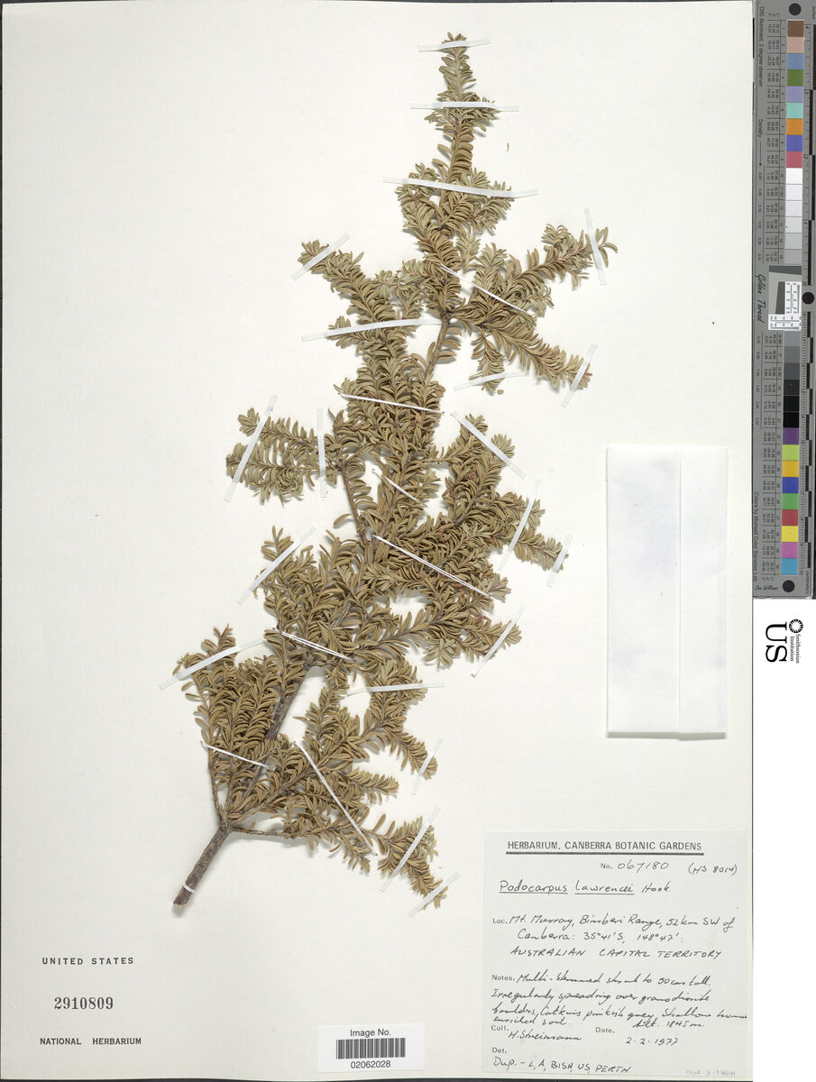 Podocarpus alpinus (Tasmanian Podocarp) — photo
