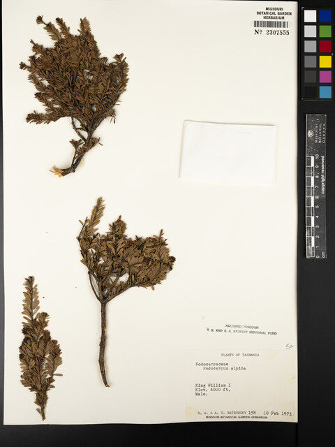 Podocarpus alpinus (Tasmanian Podocarp) — photo