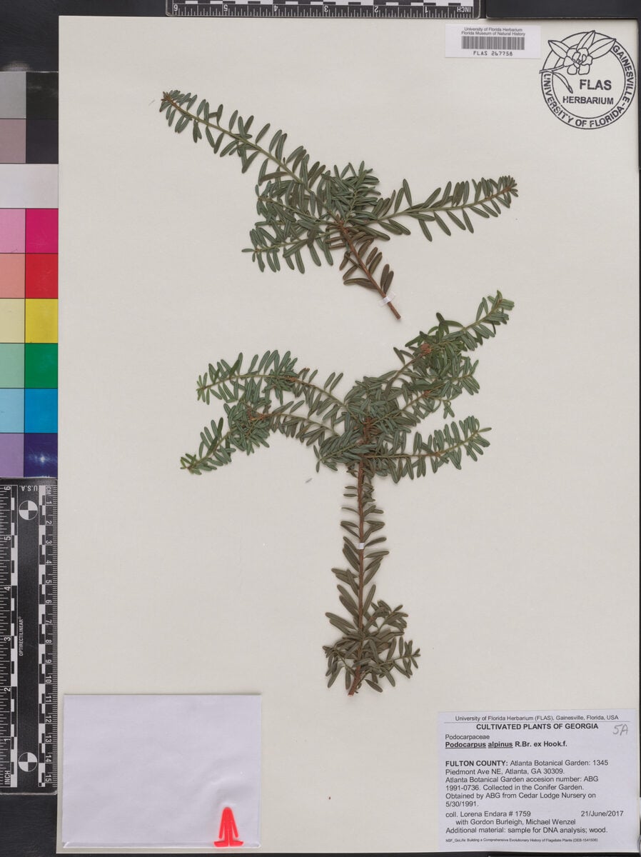 Podocarpus alpinus