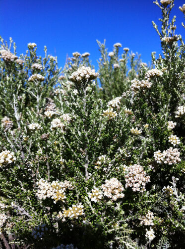 Podocarpus nivalis (Tauhinu) — photo