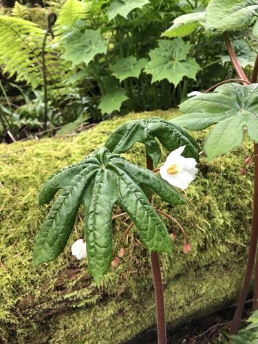 Podophyllum aurantiocaule