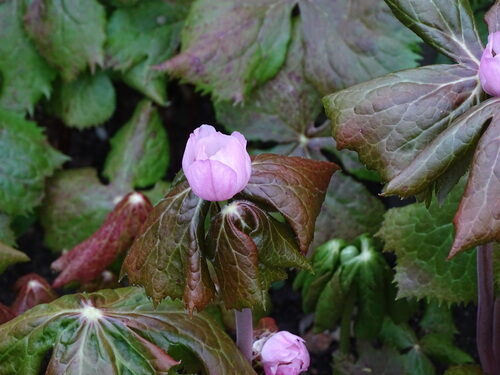 Podophyllum hexandrum (Himalayan May Apple) — photo