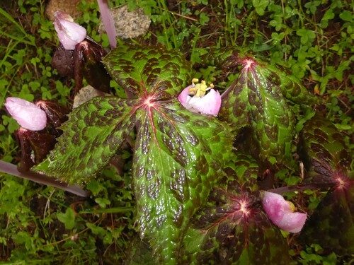 Podophyllum hexandrum (Himalayan May Apple) — photo
