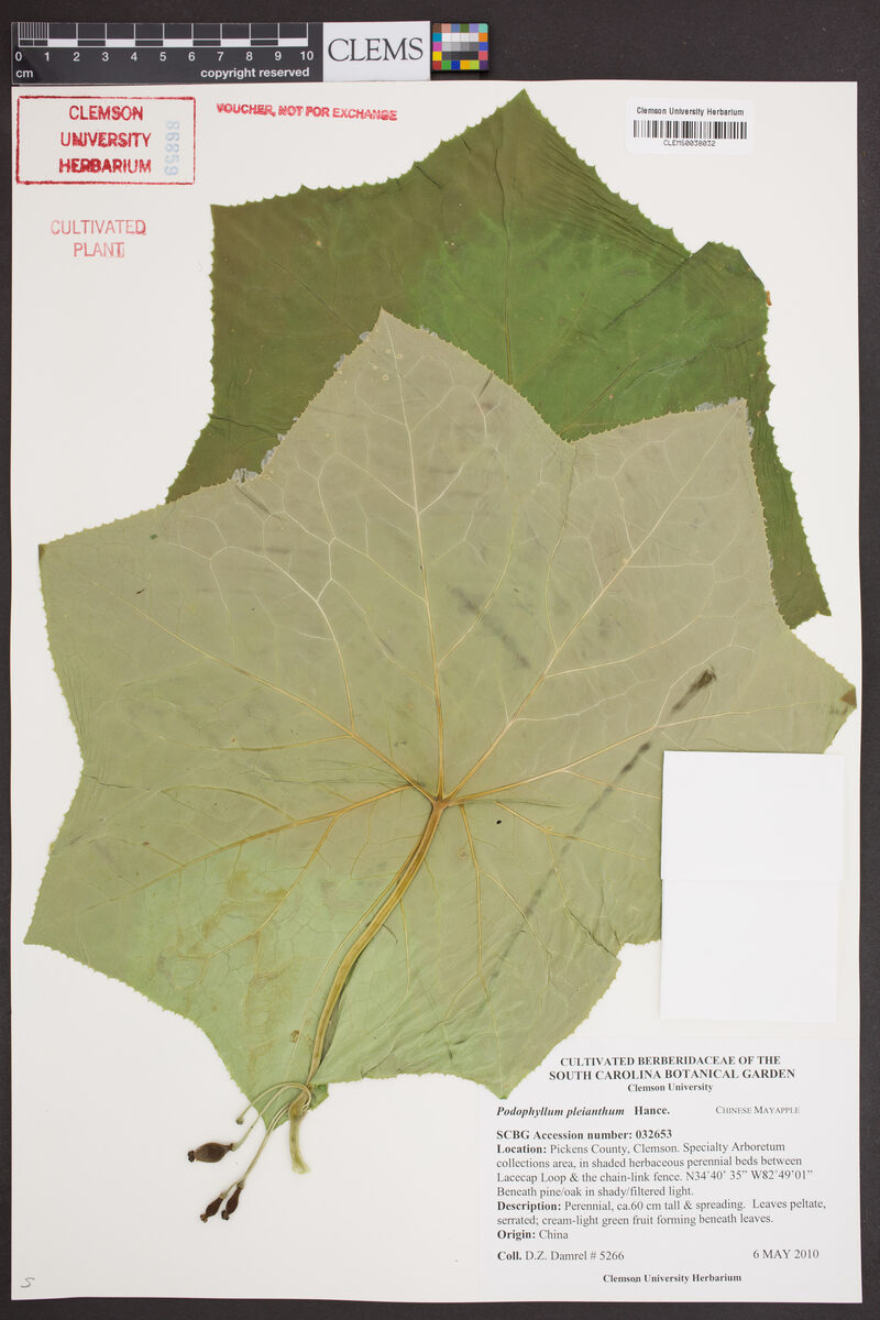Podophyllum pleianthum — photo