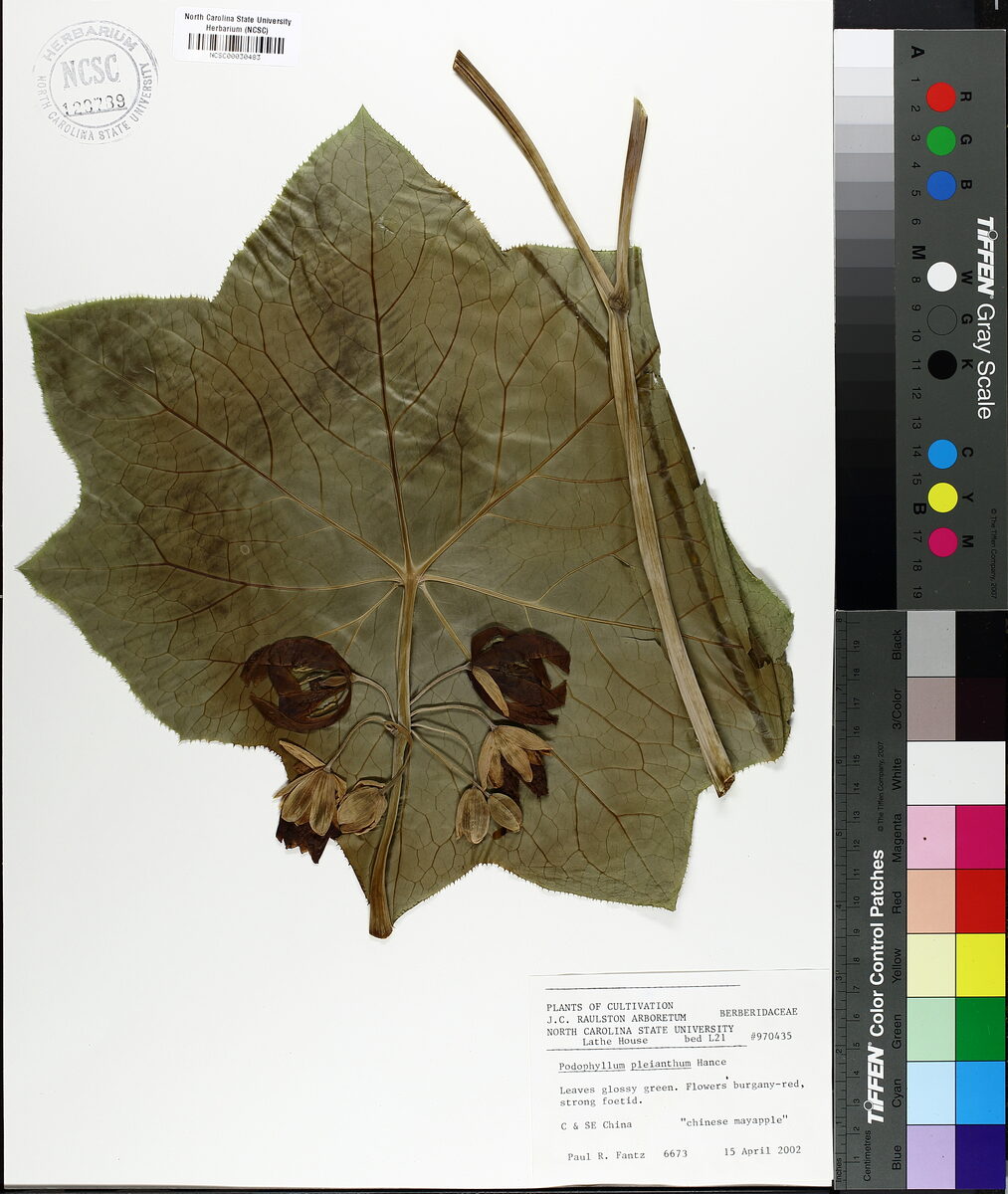 Podophyllum pleianthum — photo