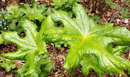 Podophyllum versipelle