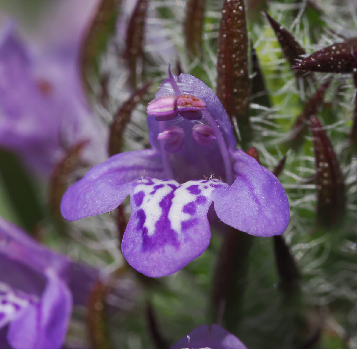 Pogogyne douglasii parviflora - (Benth.)J.T.Howell. (Mesamint) — photo