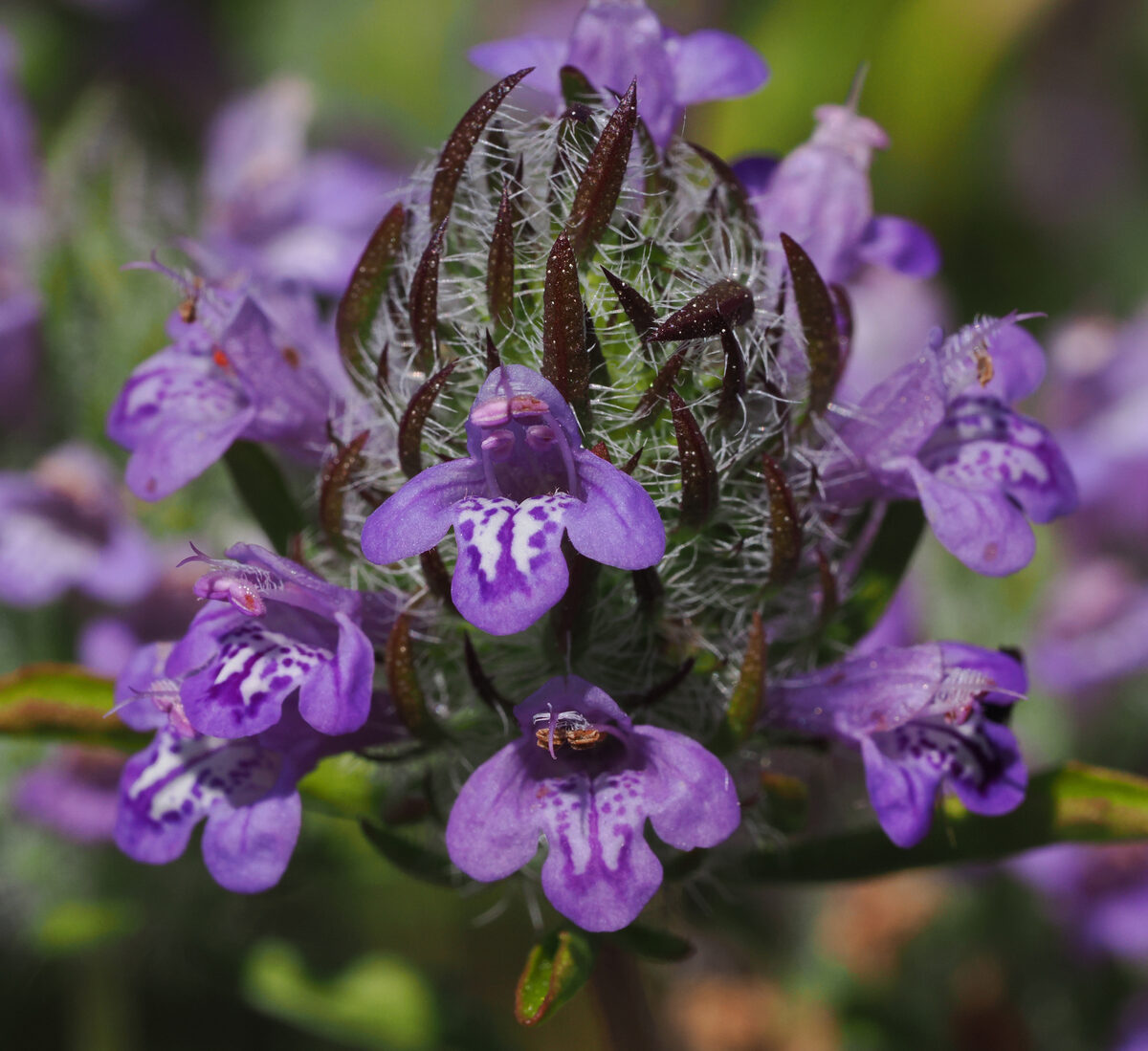 Pogogyne douglasii parviflora - (Benth.)J.T.Howell.