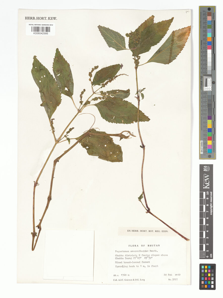 Pogostemon amaranthoides — photo