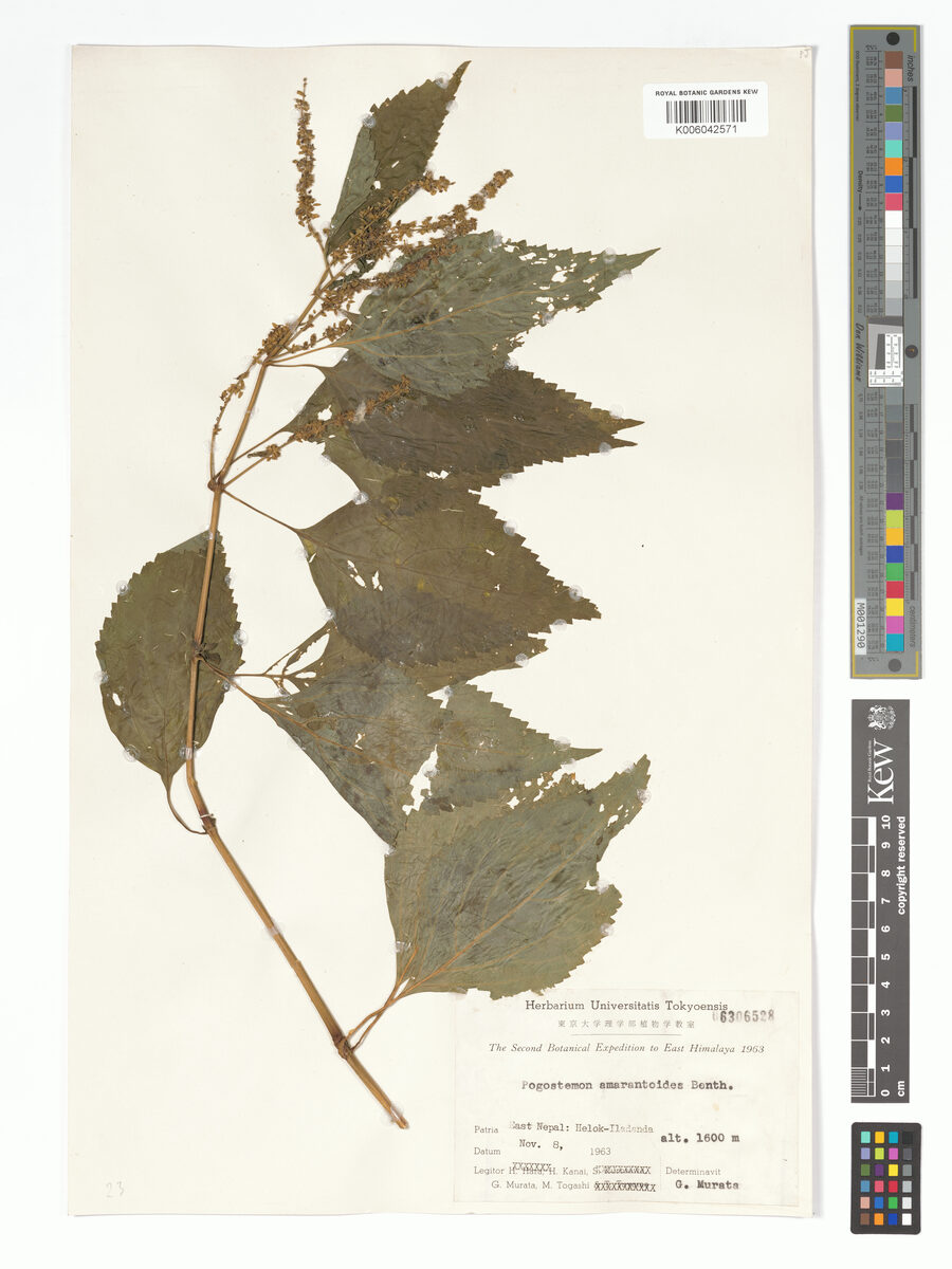 Pogostemon amaranthoides — photo