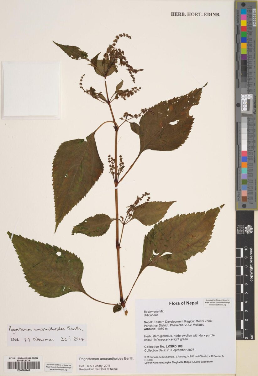 Pogostemon amaranthoides