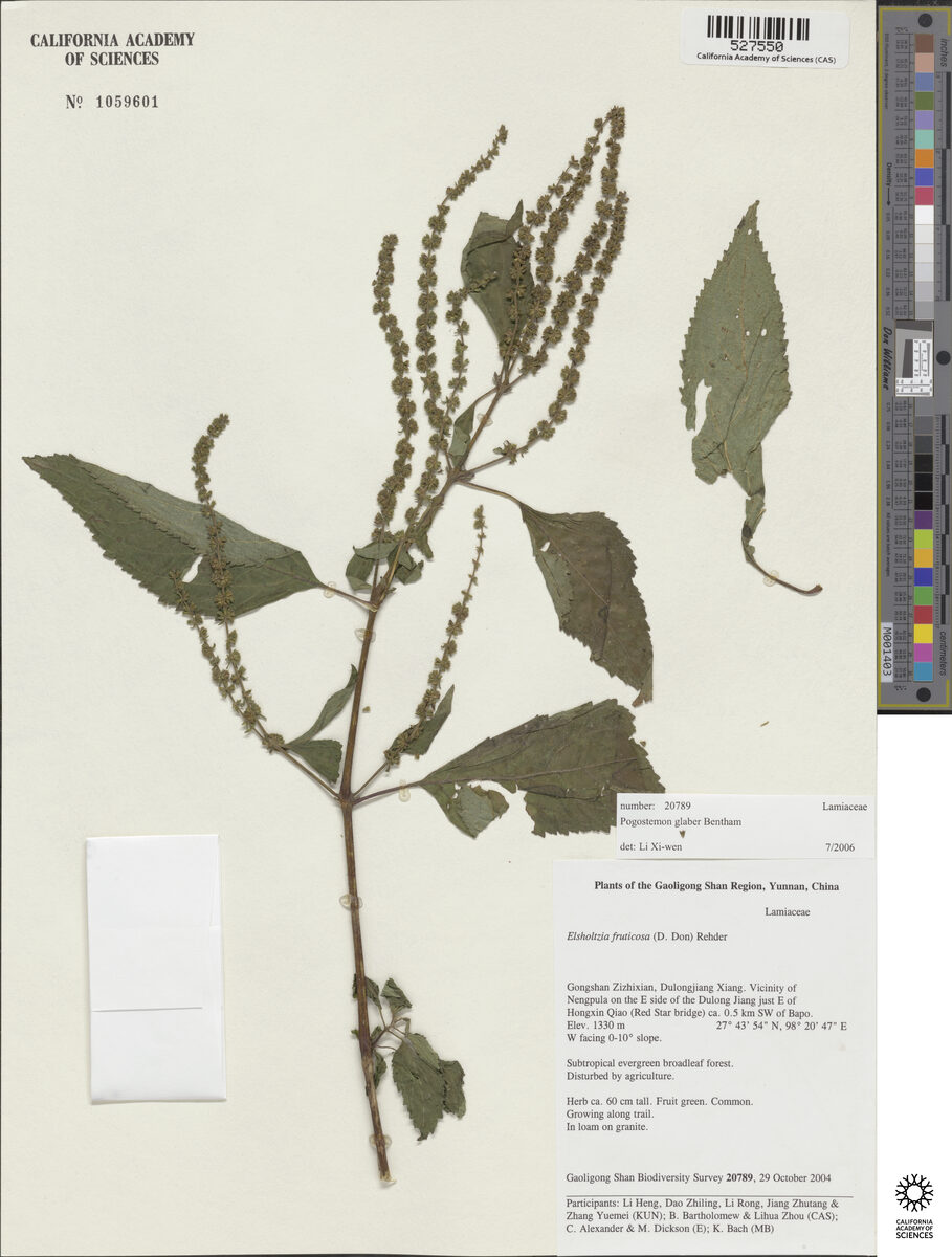 Pogostemon glaber — photo