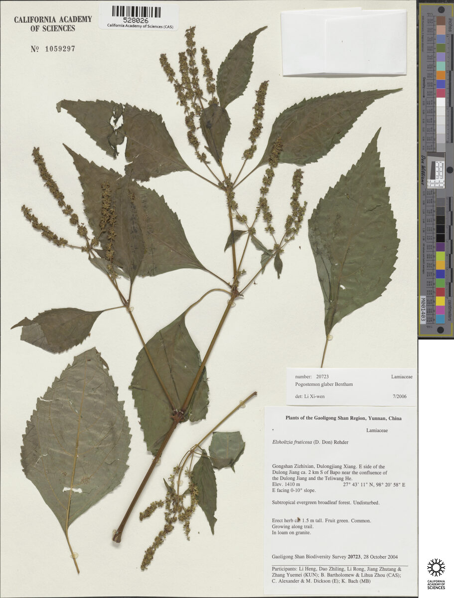 Pogostemon glaber — photo