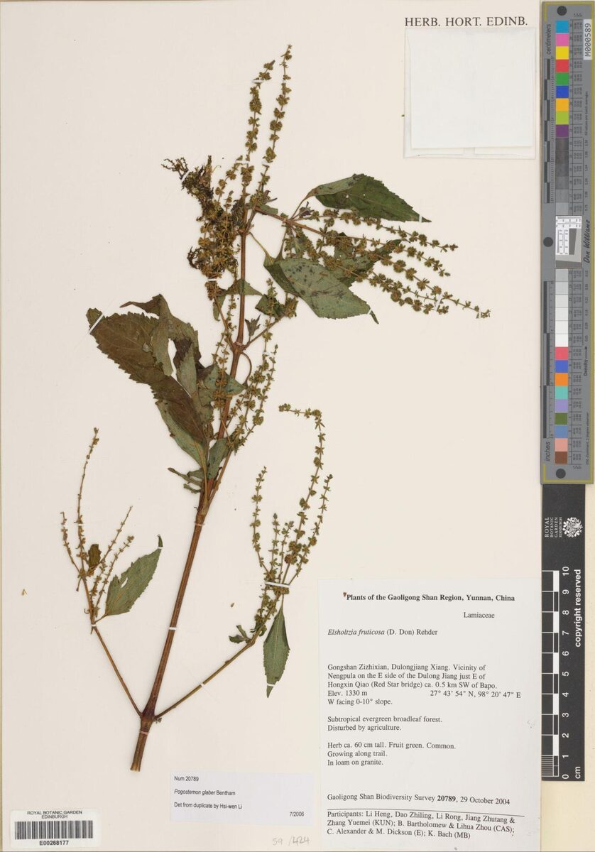 Pogostemon glaber